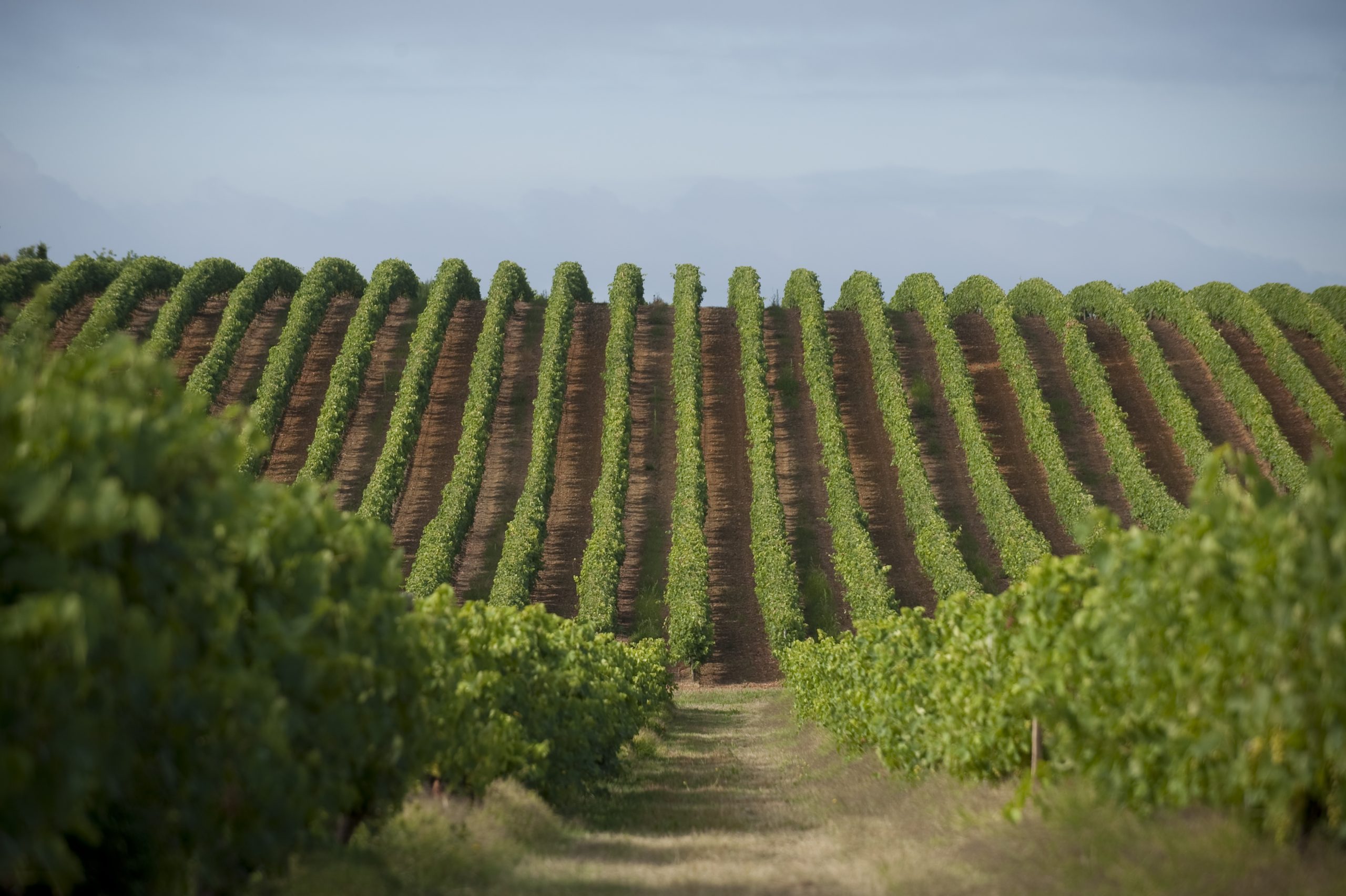 vignoble distillerie cabanne et fils