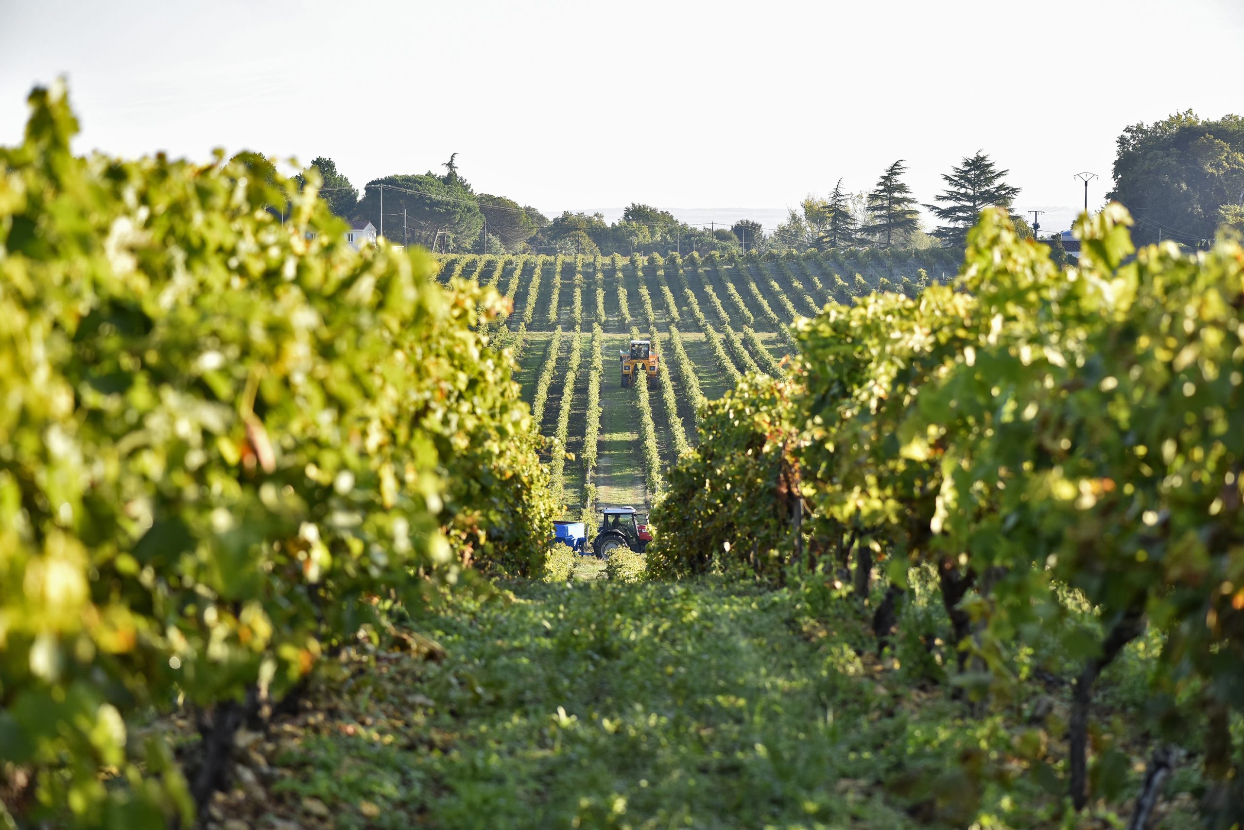 Vignoble Distillerie Cabanne et Fils